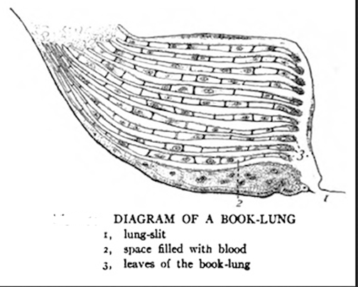 book lung diagram